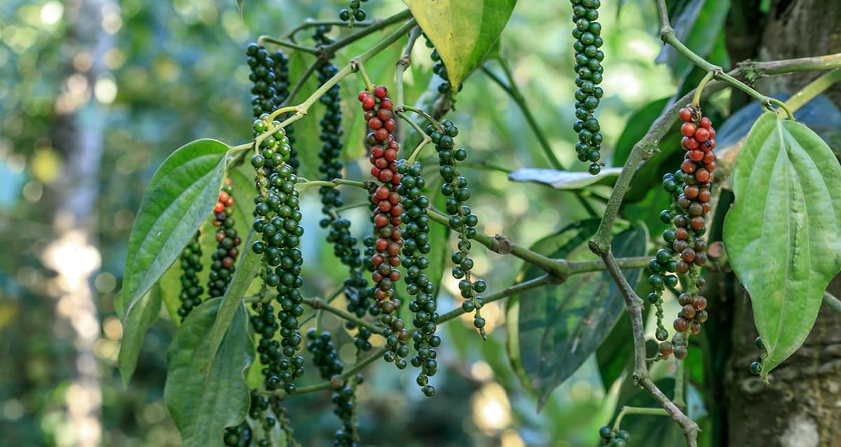 Interesting About Black Pepper Plant 2024 1 black pepper plant 2 1