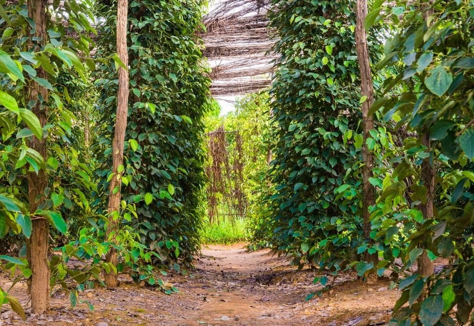 Interesting About Black Pepper Plant 2024 2 black pepper plant 3 1