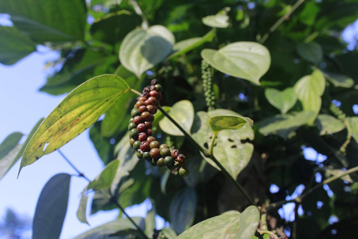 Interesting About Black Pepper Plant 2024 3 black pepper plant 4 1