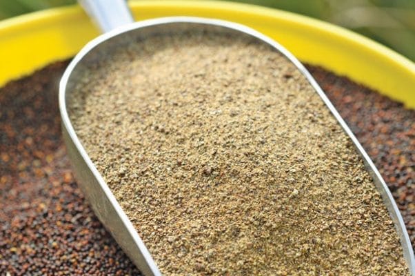 canola meal for fish