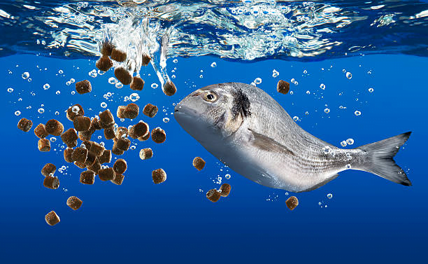 乾燥キャノーラミールの魚に対する最大のメリット2 魚用キャノーラミール