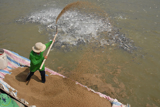 魚に対する乾燥キャノーラミールの最高の利点3 魚用キャノーラミール