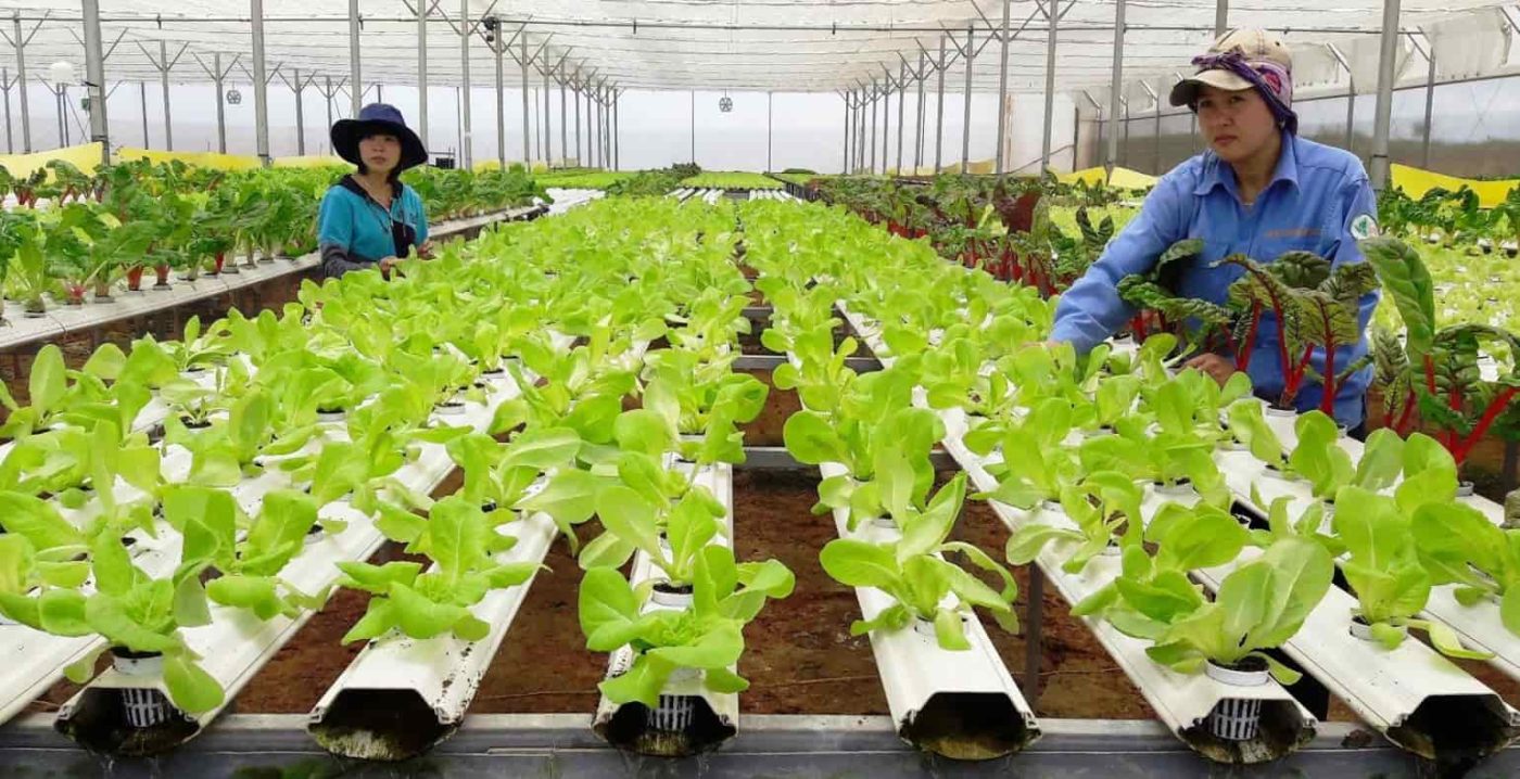 خطوة بخطوة إنتاج أفضل الفواكه والخضروات الطازجة بالجملة 2 أفضل بيع الفواكه والخضروات الطازجة بالجملة