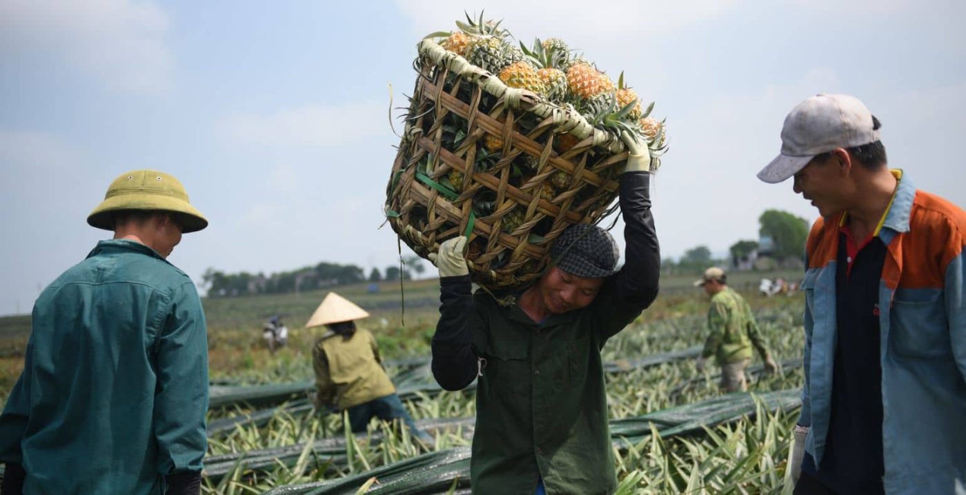 wholesale fruit and vegetables 8 1