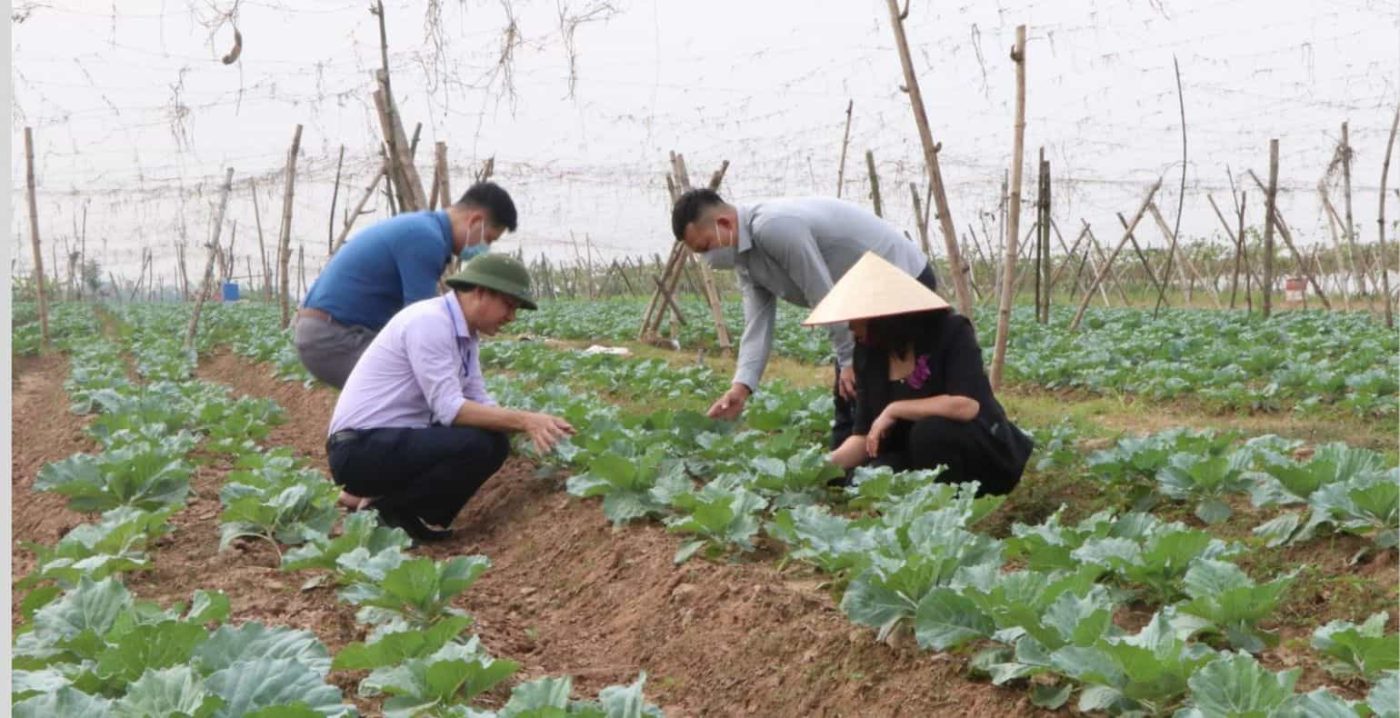 wholesale fruit and vegetables 8