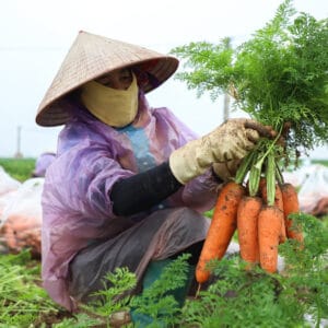 Fresh Carrot 8 fresh carrot 3