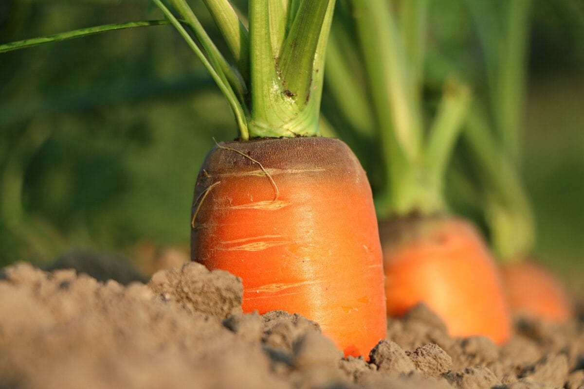 How to choose fresh vegetables 3 carrot 1565597 1280