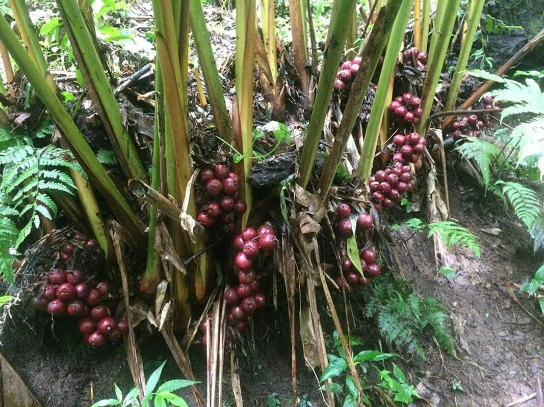 Buying black cardamom wholesale: Why Vietnam is a smart choice 2 amomum subulatum 19310