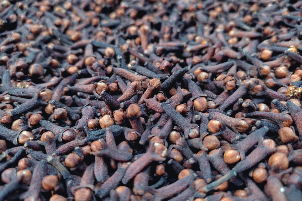 close up of dried cloves during the drying process in the sun free photo