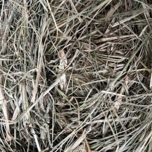 Dried Goosegrass