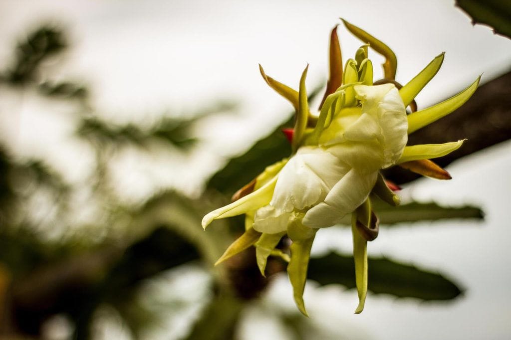 dragon fruit gallery 8