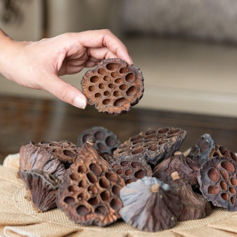 لوتس لارج ناتشورال 3